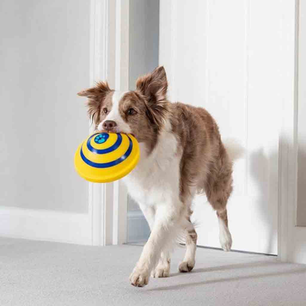Indoor Sounding Disc Woof Glider Toy – Bubbitas